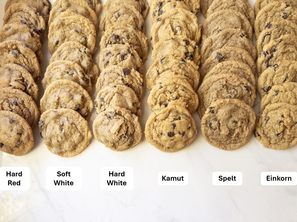 Six rows of chocolate chip cookies lined up side by side, each row baked with a different wheat variety
